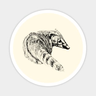 Coati Magnet